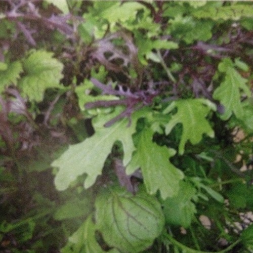 Salad Leaves Mustard Mixed